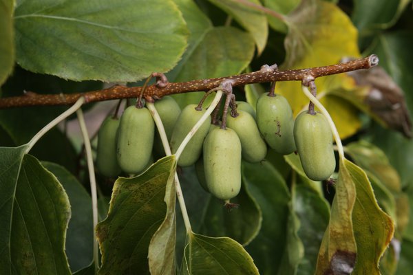 kiwa&iuml; Super Jumbo, kiwiberry, kiwi femelle, gros fruits, plante grimpante, kiwis rustiques