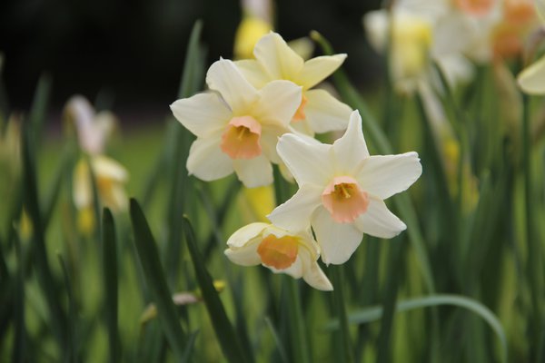 Narcisses parfum&eacute;s, Parfum des narcisses, Narcissus 'Bell Song'