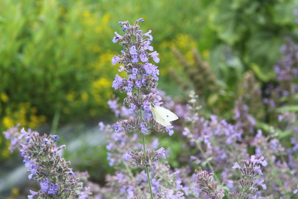 Nepeta x faassenii, acheter une herbe &agrave; chat