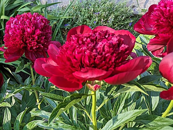Pivoine, Paeonia Eliza Lundy