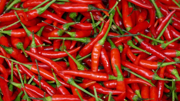 Paprika Pepperoni De Cayenne Capsicum annuum Chili, Lubera