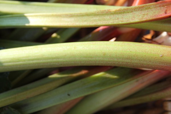 Rhubarbe toxique Early Green Lubera