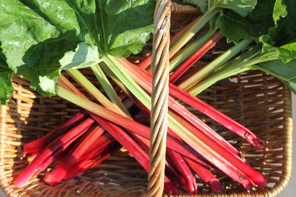 Rhubarbe Fruit ou L&eacute;gume Rhubarbe Himbeerrot Lubera