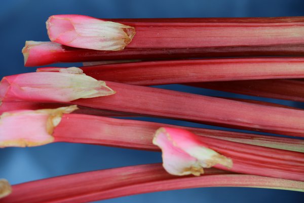 Rhubarbe Fruit ou L&eacute;gume Rhubarbe Livingstone Lubera