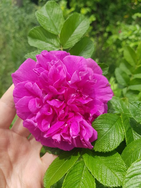Planter une haie de rosiers, Rosa rugosa hansa, Rosier rugueux Hansa