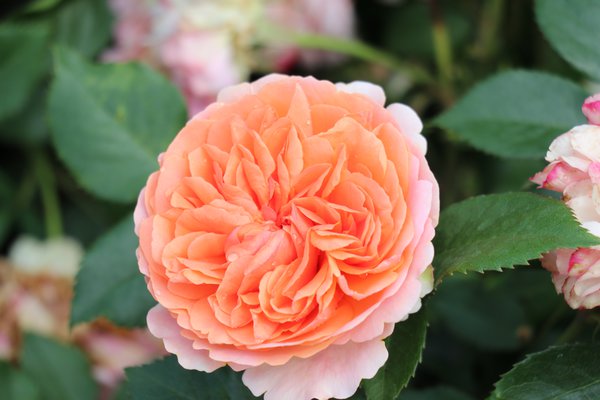 Rosier Chippendale, Planter les rosiers &agrave; grandes fleurs