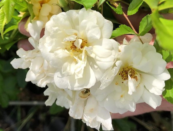 Planter une haie de rosiers, Rose Christine Helene