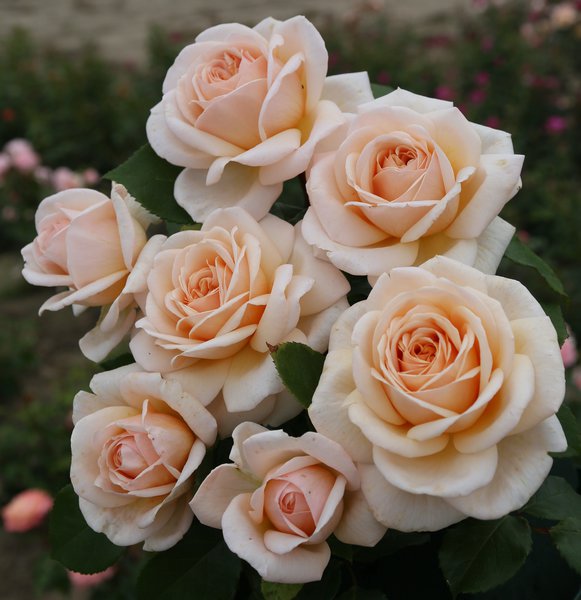 Rose 'Courage'�