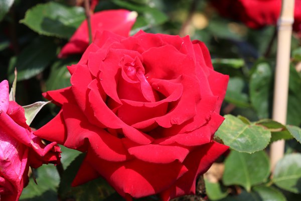 Entretien des rosiers Rose Ingrid Bergman Lubera