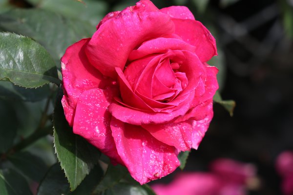 Rosier &agrave; grandes fleurs Lalande de Pomerol, planter des rosiers &agrave; grandes fleurs