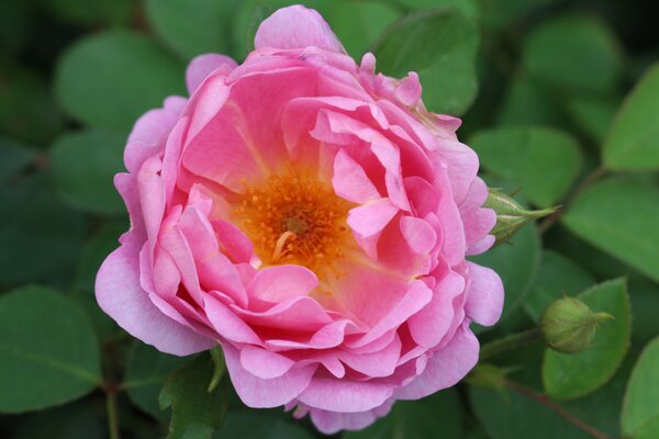 Rose anglaise 'Royal Jubilee', Quelles roses supportent la s&eacute;cheresse ?