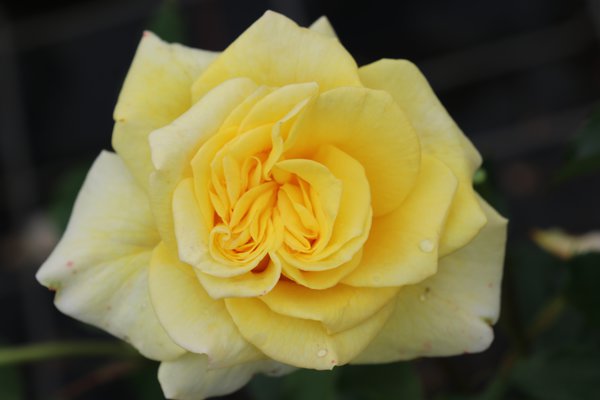 Planter et entretenir des rosiers &agrave; fleurs group&eacute;es, Rosier Souvenir de Marcel Proust Lubera