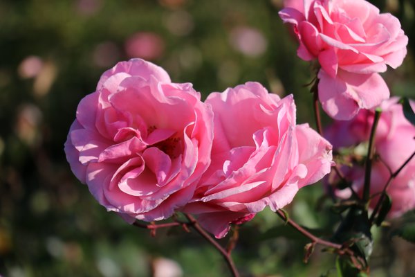 Rosier The Queen Elizabeth Rose, planter des rosiers &agrave; grandes fleurs