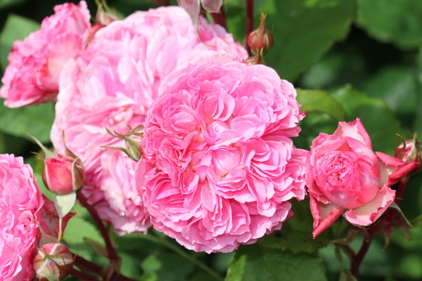 Entretien des rosiers Rose Theo Clevers