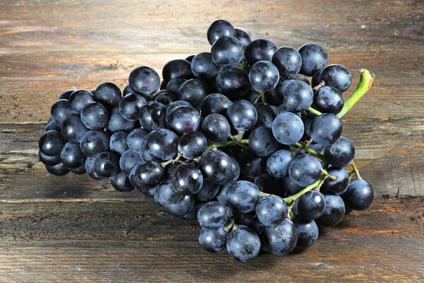Vigne, vin, Vitis vinifera, Muscat bleu