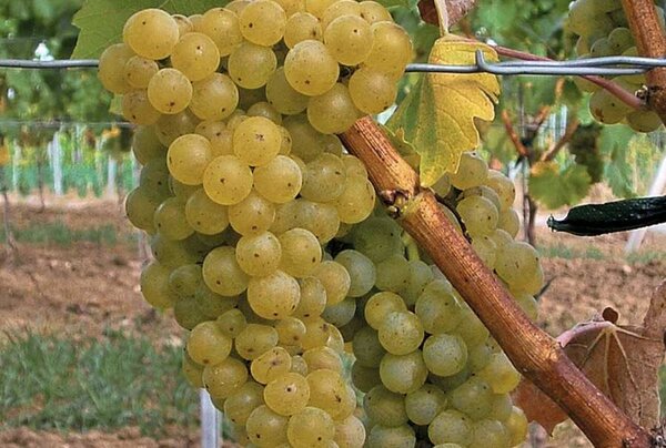 Vigne, raisin, Vitis vinifera, Seyval blanc