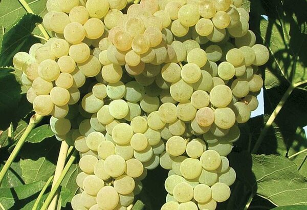 Vigne, vin, Vitis vinifera, White Dream