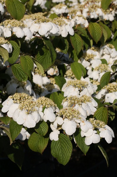 Viburnum plicatum Darts Red Robin
