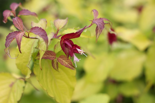 Arbre aux faisans 'Golden Lanterns', Leycesteria formosa, arbustes &agrave; fleurs