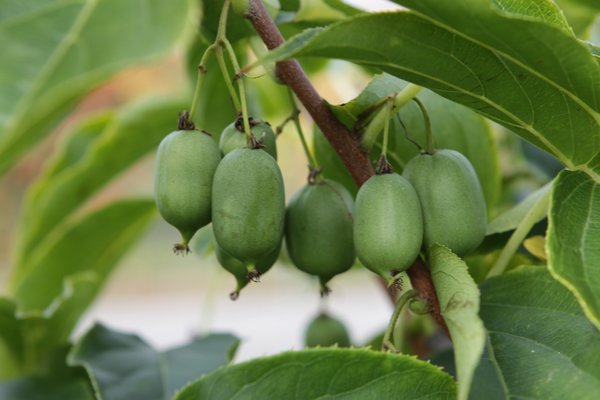 kiwa&iuml; Super Issai, kiwiberry, autofertile, parth&eacute;nocarpe, plante grimpante, kiwis rustiques