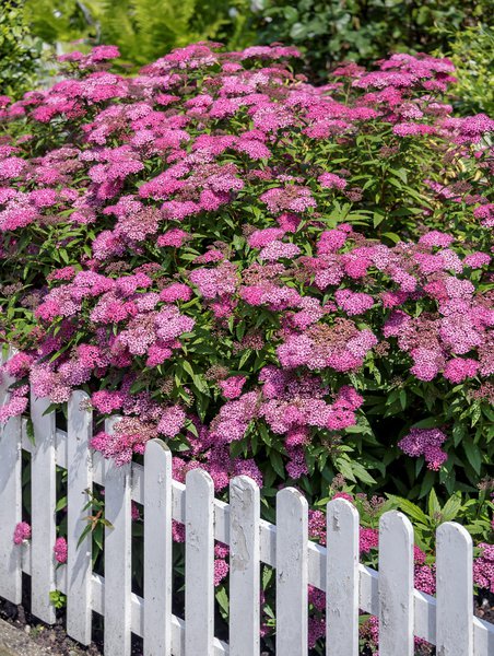 Spiraea japonica Anthony Waterer, Sommerspiere