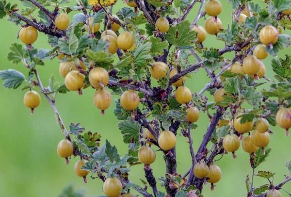 Groseille &agrave; maquereau, Ribes uva crispa, Solemio, format paysage