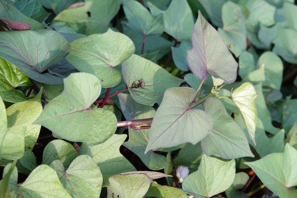 Patate douce ornementale Sugabeauty 'Blooming Lady', Ipomoea batatas