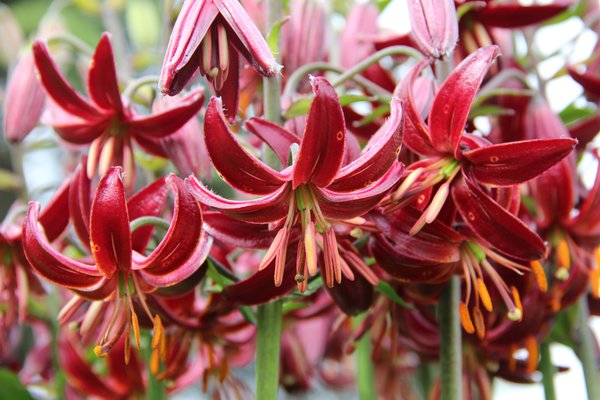 Lys martagon (Lilium martagon) &ldquo;Claude Shride&rdquo;, planter des lys