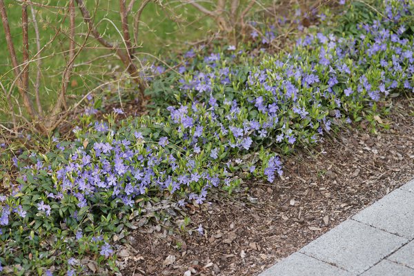 Vinca minor bleue, pr&eacute;server l'humidit&eacute; du sol, s&eacute;cheresse dans le jardin