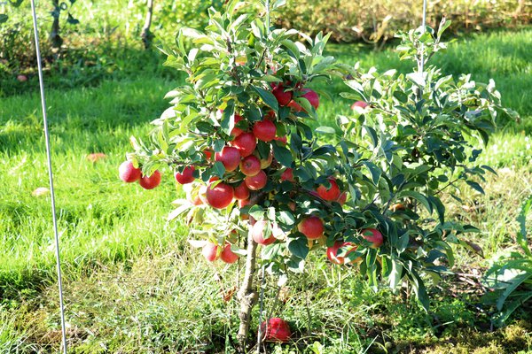 Mini pommier Maloni Gullivers pommier nain Malus, figuier nain