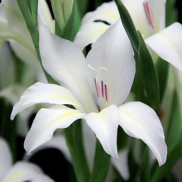 Gladiolus colville 'Albus', Gladiole