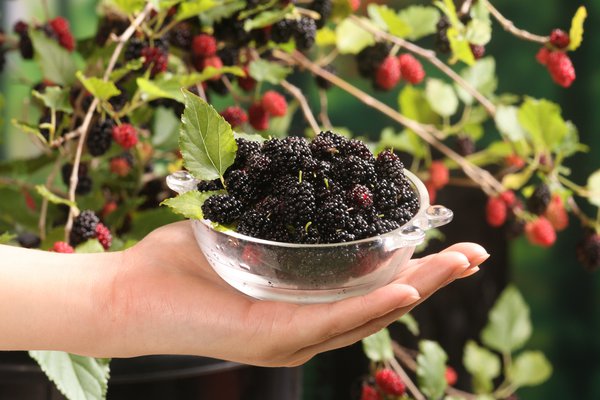 M&ucirc;rier indien Mojo Berry (Morus rotundiloba)
