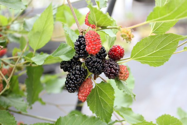 M&ucirc;rier nain Mojo Berry (Morus rotundiloba)