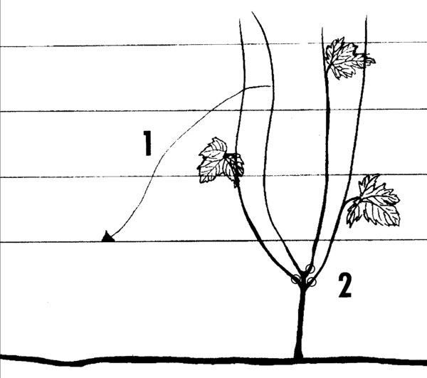 Illustration, dessin, vigne en cordon, taille de plantation, vigne, tailler