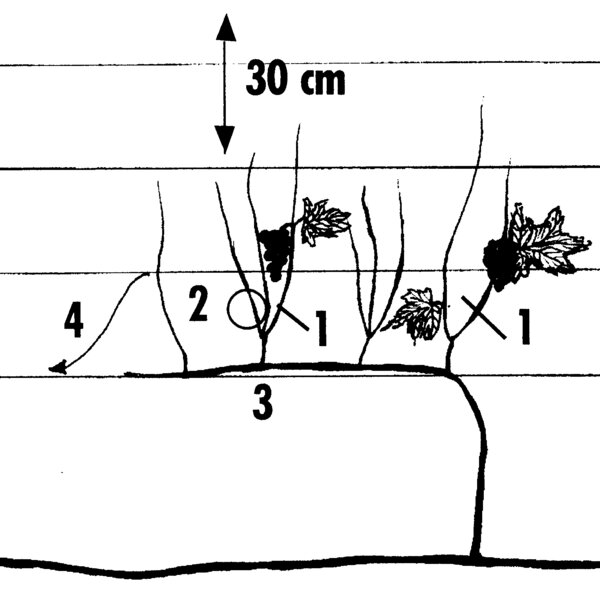 Illustration, dessin, vigne en cordon, taille &agrave; partir de la 2e ann&eacute;e, vigne, taille