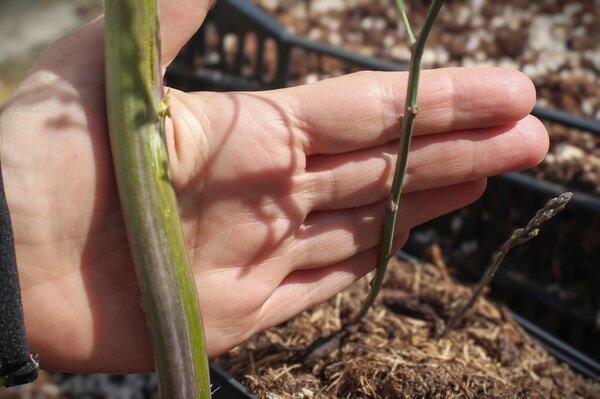 cultiver des asperges, Lubera, Cultiver des asperges