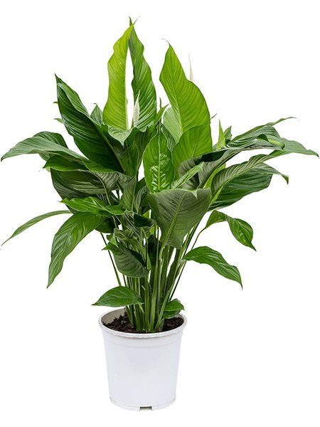 Spathiphyllum 'Sweet Lauretta', Busch, im 24cm Topf, H�he 90cm, Breite 60cm
