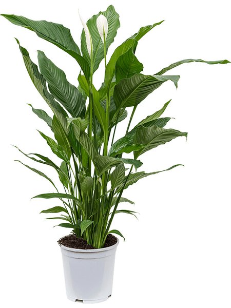 Spathiphyllum 'Sweet Sebastiano', Busch, im 24cm Topf, H�he 110cm, Breite 80cm