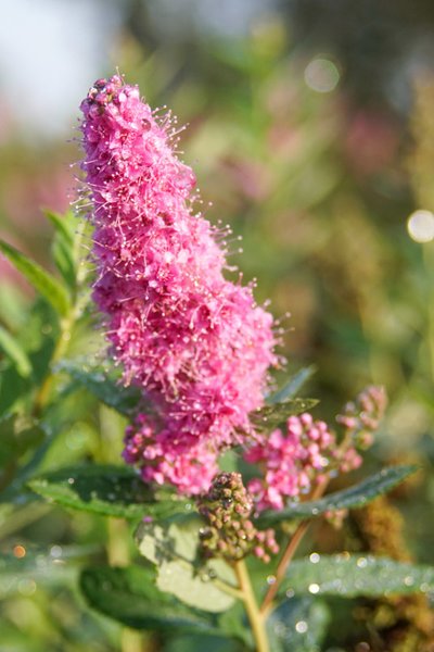 Spiraea billardii 'Triumphans', Kolbenspiere