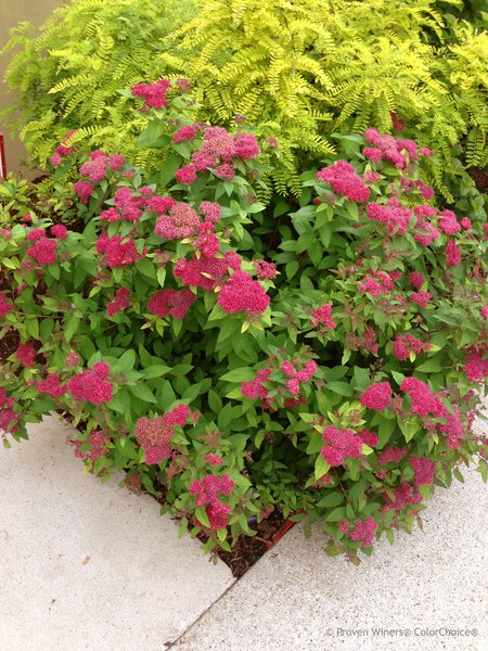 Japanischer Spierstrauch 'Double Play Red'� (Spirea Spiraea japonica)