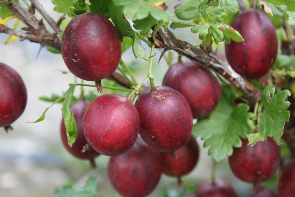Multiplier les groseilles &agrave; maquereau, groseille &agrave; maquereau Crispa&reg; Darling&reg; - fruits sur tige, Ribes uva crispa