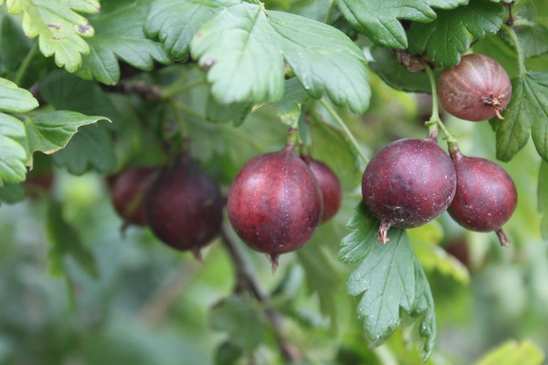 Groseille &agrave; maquereau, Ribes uva crispa, Madame Sanssouci, r&eacute;sistante &agrave; l'o&iuml;dium et mildiou