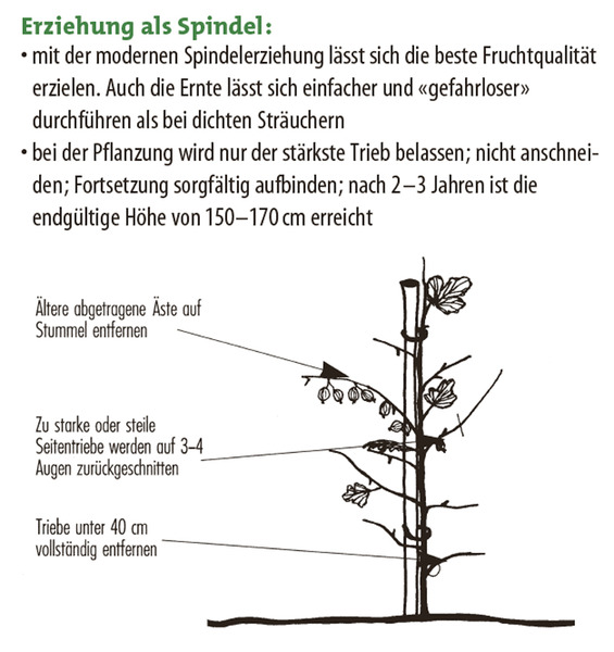 Groseillier &agrave; maquereau conduit en fuseau, planter des groseilliers &agrave; maquereau