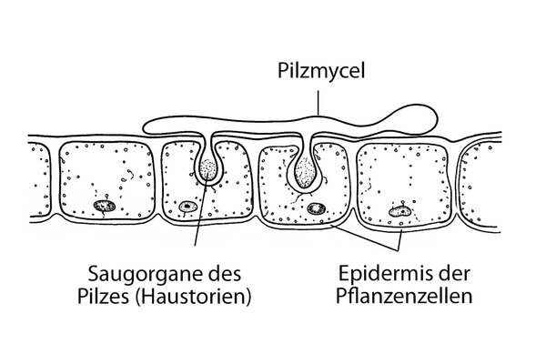 Stachelbeermehltau Schema, Illustration, Schnittmodell