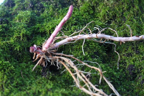 Diviser les plantes vivaces, diviser et multiplier la lysimaque Lysimachia, massif de plantes vivaces, rhizomes et racines