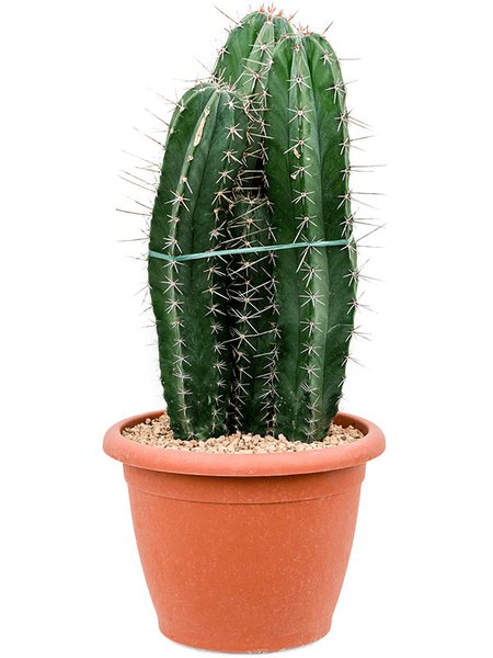 Stenocereus pruinosus, Tuff, im 25cm Topf, H�he 55cm, Breite 25cm