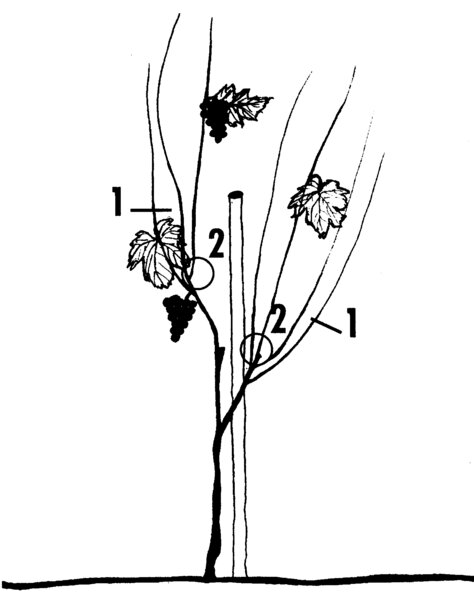 Illustration, dessin, vigne, taille &agrave; partir de la deuxi&egrave;me ann&eacute;e, vigne, taille