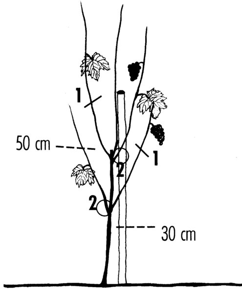 Illustration, dessin, vigne greff&eacute;e, taille apr&egrave;s la premi&egrave;re ann&eacute;e, vigne, tailler