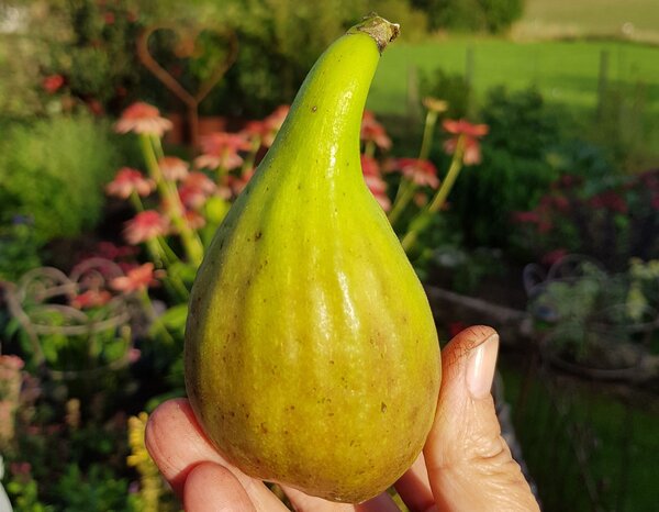 Figue, figues, figues d'automne, Ficus carica, Bornholm