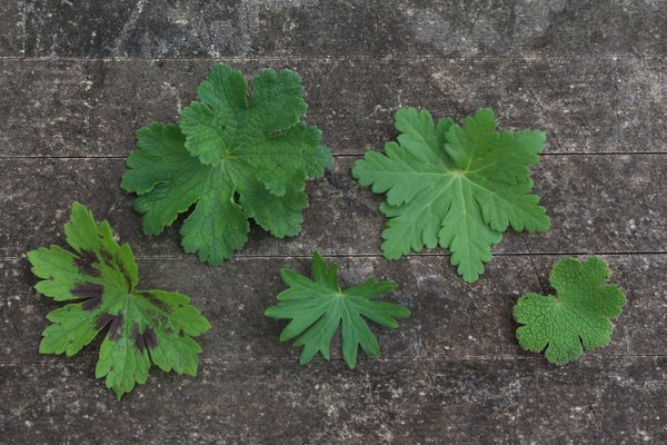 G&eacute;ranium, plante vivace, planter un g&eacute;ranium, feuillage de Geranium phaeum, Geranium macrorrhizum, Geranium sanguineum, Geranium x magnificum, Geranium renardii (v
